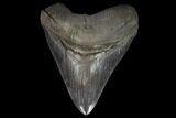 Serrated, Fossil Megalodon Tooth - Huge Tooth #127743-1